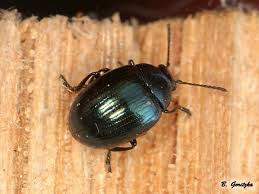 Attēlu rezultāti vaicājumam “Phaedon cochleariae”