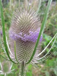 Attēlu rezultāti vaicājumam “Dipsacus fullonum fruit”