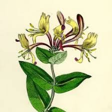 Attēlu rezultāti vaicājumam “Nardus stricta flower”