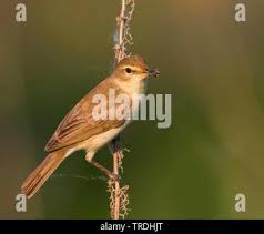 Image result for Hippolais caligata