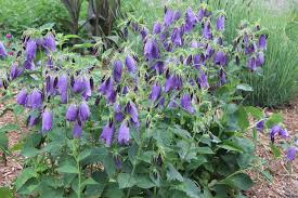Image result for Campanula strigosa