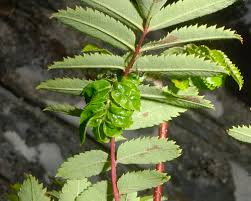 Attēlu rezultāti vaicājumam “Sorbus aucuparia leaf”