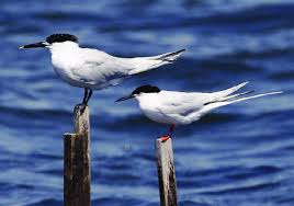 Image result for Sterna dougallii