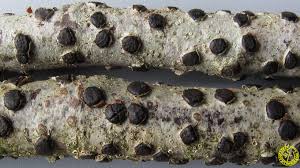 Attēlu rezultāti vaicājumam “Diatrype disciformis”