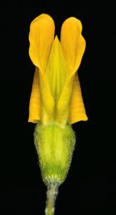 Attēlu rezultāti vaicājumam “Caragana arborescens flower”