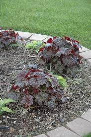 Image result for Heuchera `Palace Purple`