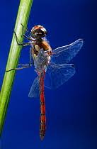 Attēlu rezultāti vaicājumam “Sympetrum vulgatum”