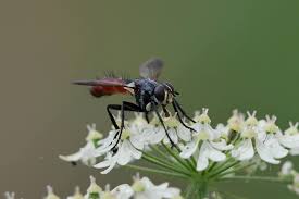 Attēlu rezultāti vaicājumam “Cylindromyia sp.”