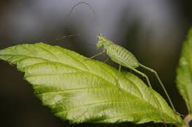 Attēlu rezultāti vaicājumam “Phaneroptera falcata”