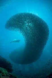 Image result for Scuba Skooling