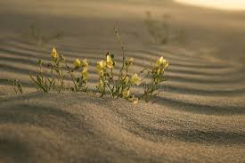 Attēlu rezultāti vaicājumam “Linaria loeselii”