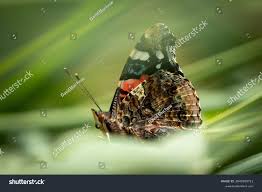 Attēlu rezultāti vaicājumam “Vanessa atalanta underside”