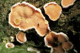 Attēlu rezultāti vaicājumam “Aleurodiscus amorphus”