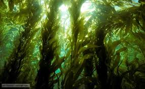 Attēlu rezultāti vaicājumam “Physarum obscurum macro”