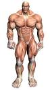 Learn How To Eat The Right Foods To Build Lean Muscles...