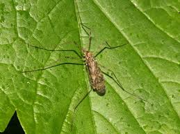 Attēlu rezultāti vaicājumam “Epiphragma ocellare”