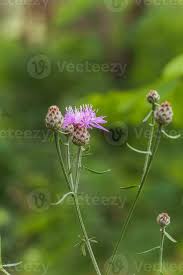 Attēlu rezultāti vaicājumam “Centaurea scabiosa bud”