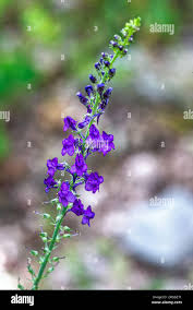 Image result for Linaria purpurea