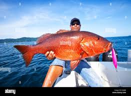 Image result for Lutjanus cyanopterus