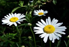 Attēlu rezultāti vaicājumam “Leucanthemum vulgare flower”