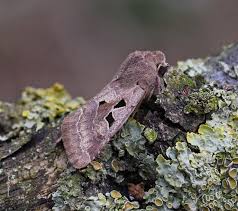 Attēlu rezultāti vaicājumam “Orthosia gothica”