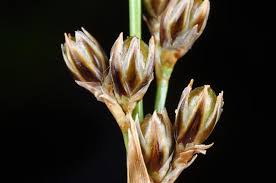 Attēlu rezultāti vaicājumam “Juncus squarrosus”