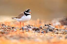 Attēlu rezultāti vaicājumam “Charadrius hiaticula adult”