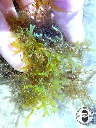 Attēlu rezultāti vaicājumam “Dictydiaethaliaceae”