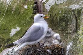 Attēlu rezultāti vaicājumam “Rissa tridactyla nest”