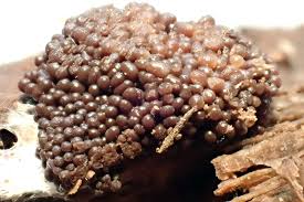 Attēlu rezultāti vaicājumam “Tubifera ferruginosa (subsp. ferruginosa)”