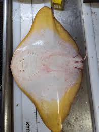 Image result for Gymnura micrura