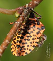 Attēlu rezultāti vaicājumam “Graphosoma lineatum imago”