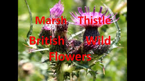 Attēlu rezultāti vaicājumam “Cirsium palustre fruit”