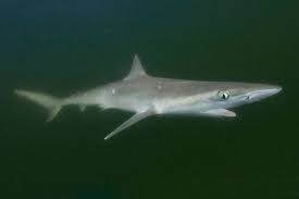 Image result for Rhizoprionodon terraenovae