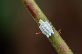 Attēlu rezultāti vaicājumam “Orthezia urticae”