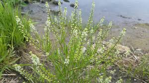 Attēlu rezultāti vaicājumam “Lepidium densiflorum flower”