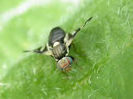 Attēlu rezultāti vaicājumam “Urophora cardui”