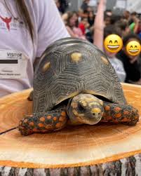 Attēlu rezultāti vaicājumam “Licea chelonoides”