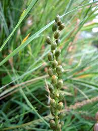 Attēlu rezultāti vaicājumam “Triglochin maritimum”