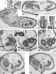 Attēlu rezultāti vaicājumam “Symphytocarpus impexus”