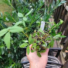 Attēlu rezultāti vaicājumam “Comarum palustre leaf”