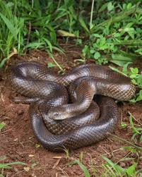 Attēlu rezultāti vaicājumam “Lycogala convexum”