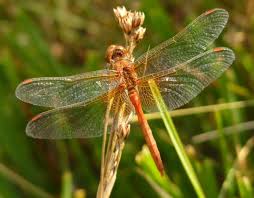 Attēlu rezultāti vaicājumam “Sympetrum flaveolum”