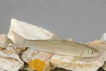 Image result for Cyprinus multitaeniatus