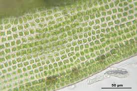 Attēlu rezultāti vaicājumam “Grimmia muehlenbeckii”