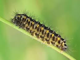 Attēlu rezultāti vaicājumam “Zygaena lonicerae larva”