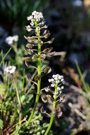 Attēlu rezultāti vaicājumam “Teesdalia nudicaulis”