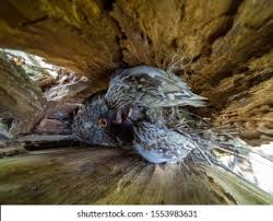 Attēlu rezultāti vaicājumam “Certhia familiaris adult”