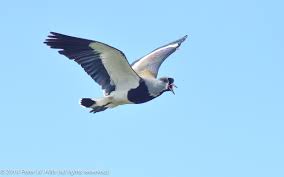 Attēlu rezultāti vaicājumam “Vanellus vanellus adult”