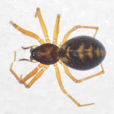 Attēlu rezultāti vaicājumam “Linyphiidae”